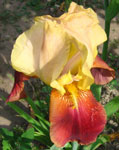 Iris - Vilkdalgis - Brodway Star